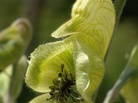 Aconitum anthora 4, Saxifraga-Jan van der Straaten