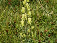 Aconitum anthora 5, Saxifraga-Jan van der Straaten