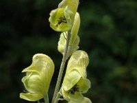 Aconitum anthora 1, Saxifraga-Jan van der Straaten