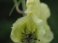 Aconitum anthora 2, Saxifraga-Jan van der Straaten