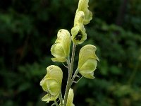 Aconitum anthora 3, Saxifraga-Jan van der Straaten