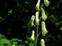 Aconitum lycoctonum, Wolf's Bane