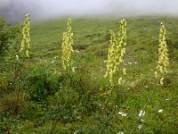 Aconitum lycoctonum 17, Gele monnikskap, Saxifraga-Ed Stikvoort