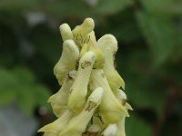 Aconitum lycoctonum ssp vulparia 2, Gele monnikskap, Saxifraga-Jan van der Straaten