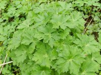 Aconitum lycoctonum ssp vulparia 8, Gele monnikskap, Saxifraga-Rutger Barendse