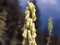 Aconitum lycoctonum 23, Gele monnikskap, Saxifraga-Jan van der Straaten