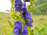 Aconitum napellus 13, Blauwe monnikskap, Saxifraga-Ed Stikvoort