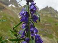 Aconitum napellus 14, Blauwe monnikskap, Saxifraga-Ed Stikvoort