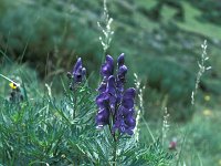 Aconitum napellus, Monk's-hood