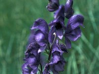 Aconitum napellus 8, Saxifraga-Jan van der Straaten