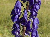 Aconitum napellus ssp vulgare 4, Saxifraga-Marijke Verhagen