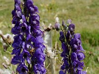 Aconitum napellus ssp vulgare 5, Saxifraga-Marijke Verhagen