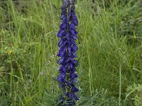 Aconitum napellus ssp vulgare 6, Saxifraga-Willem van Kruijsbergen