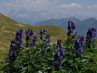 Aconitum napellus 23, Blauwe monnikskap, Saxifraga-Harry Jans