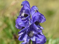 Aconitum napellus 29, Blauwe monnikskap, Saxifraga-Sonja Bouwman  Blauwe monnikskap - Aconitum napellus - Ranunculaceae familie