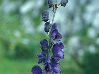 Aconitum napellus 37, Blauwe monnikskap, Saxifraga-Jan van der Straaten