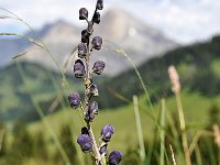 Aconitum napellus 39, Blauwe monnikskap, Saxifraga-Tom Heijnen