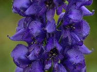 Aconitum napellus ssp tauricum 24, Saxifraga-Harry Jans