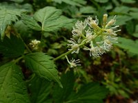 Actaea spicata 29, Christoffelkruid, Saxifraga-Ed Stikvoort