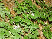 Actaea spicata 32, Christoffelkruid, Saxifraga-Hans Grotenhuis