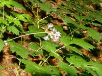 Actaea spicata 33, Christoffelkruid, Saxifraga-Hans Grotenhuis