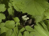 Actaea spicata 1, Christoffelkruid, Saxifraga-Jan van der Straaten