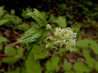 Actaea spicata 10, Christoffelkruid, Saxifraga-Ed Stikvoort