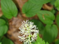 Actaea spicata 11, Christoffelkruid, Saxifraga-Jasenka Topic