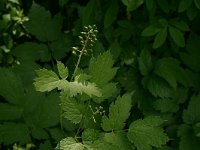 Actaea spicata 12, Christoffelkruid, Saxifraga-Hans Boll