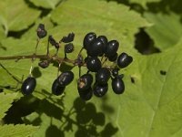 Actaea spicata 13, Christoffelkruid, Saxifraga-Jan van der Straaten