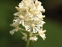 Actaea spicata 14, Christoffelkruid, Saxifraga-Bas Klaver