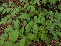 Actaea spicata 16, Christoffelkruid, Saxifraga-Ed Stikvoort