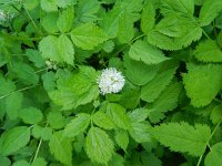 Actaea spicata 17, Christoffelkruid, Saxifraga-Rutger Barendse