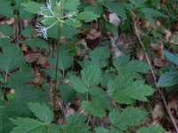 Actaea spicata 18, Christoffelkruid, Saxifraga-Rutger Barendse