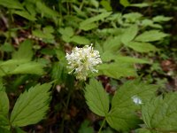 Actaea spicata 19, Christoffelkruid, Saxifraga-Ed Stikvoort