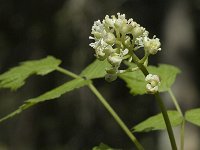 Actaea spicata 2, Christoffelkruid, Saxifraga-Jan van der Straaten