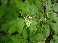 Actaea spicata 20, Christoffelkruid, Saxifraga-Jasenka Topic