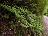 Actaea spicata 21, Christoffelkruid, Saxifraga-Ed Stikvoort