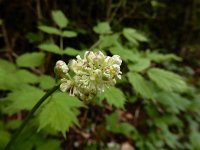 Actaea spicata 22, Christoffelkruid, Saxifraga-Ed Stikvoort