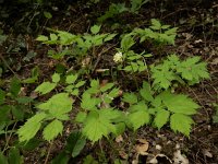 Actaea spicata 23, Christoffelkruid, Saxifraga-Ed Stikvoort