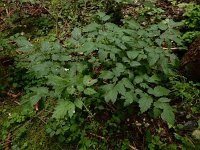 Actaea spicata 24, Christoffelkruid, Saxifraga-Ed Stikvoort