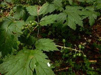 Actaea spicata 25, Christoffelkruid, Saxifraga-Ed Stikvoort