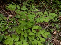 Actaea spicata 27, Christoffelkruid, Saxifraga-Ed Stikvoort