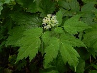 Actaea spicata 28, Christoffelkruid, Saxifraga-Ed Stikvoort