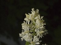 Actaea spicata 3, Christoffelkruid, Saxifraga-Jan van der Straaten