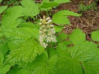 Actaea spicata 37, Christoffelkruid, Saxifraga-Hans Grotenhuis