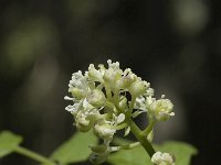 Actaea spicata 4, Christoffelkruid, Saxifraga-Jan van der Straaten