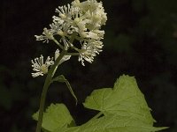 Actaea spicata 5, Christoffelkruid, Saxifraga-Jan van der Straaten