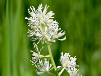 Actaea spicata 6, Christoffelkruid, Saxifraga-Sonja Bouwman  1060. Christoffelkruid - Actaea spicata - Ranunculaceae familie (i) Gerendal