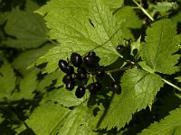 Actaea spicata 7, Christoffelkruid, Saxifraga-Jan van der Straaten